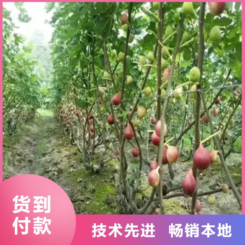 无花果樱桃苗一站式供应可接急单