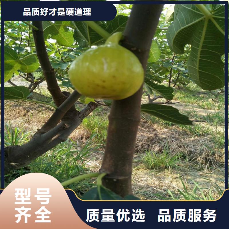 无花果苹果苗打造行业品质价格低