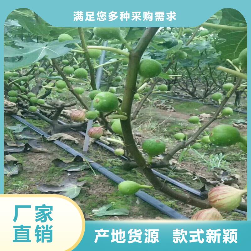 无花果,苹果苗诚信商家诚信经营质量保证