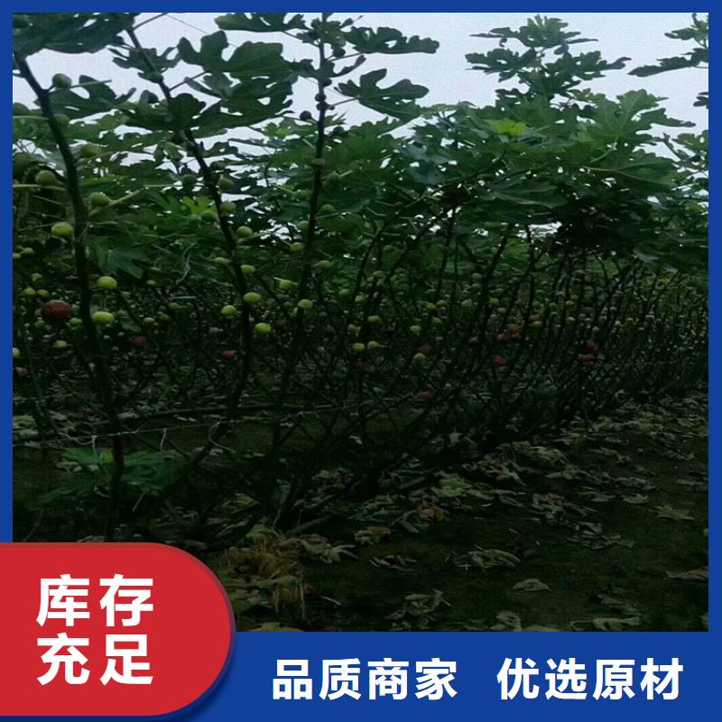 无花果梨树苗口碑好实力强附近制造商