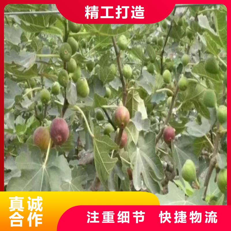 无花果-樱桃苗热销产品产地货源