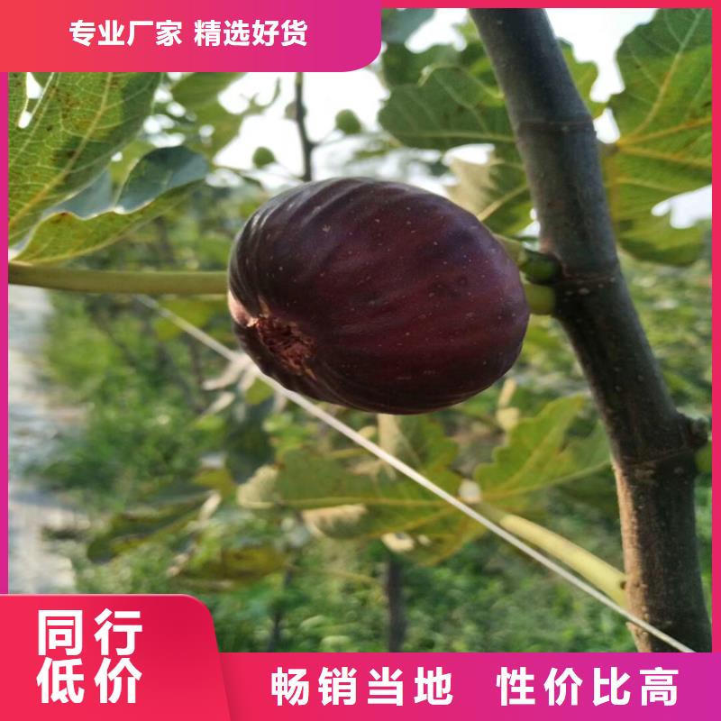 【无花果桃树苗敢与同行比价格】源头厂家量大价优