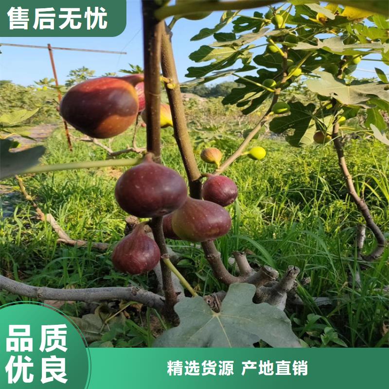 无花果北美冬青实力才是硬道理高质量高信誉