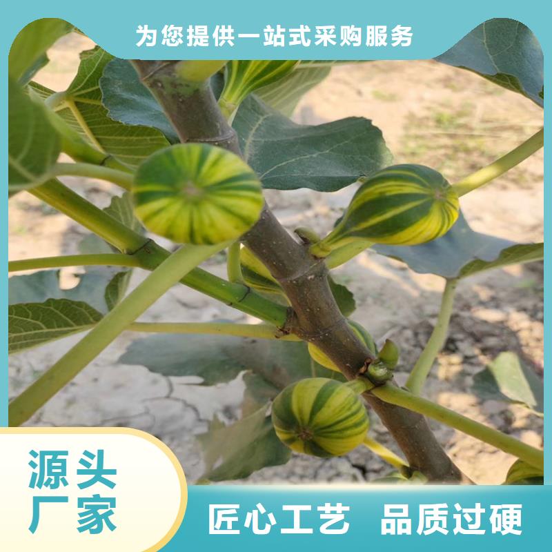 无花果苹果苗货源直销现货直发