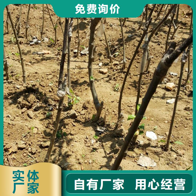 苹果,【苹果苗】随心所欲定制现货实拍