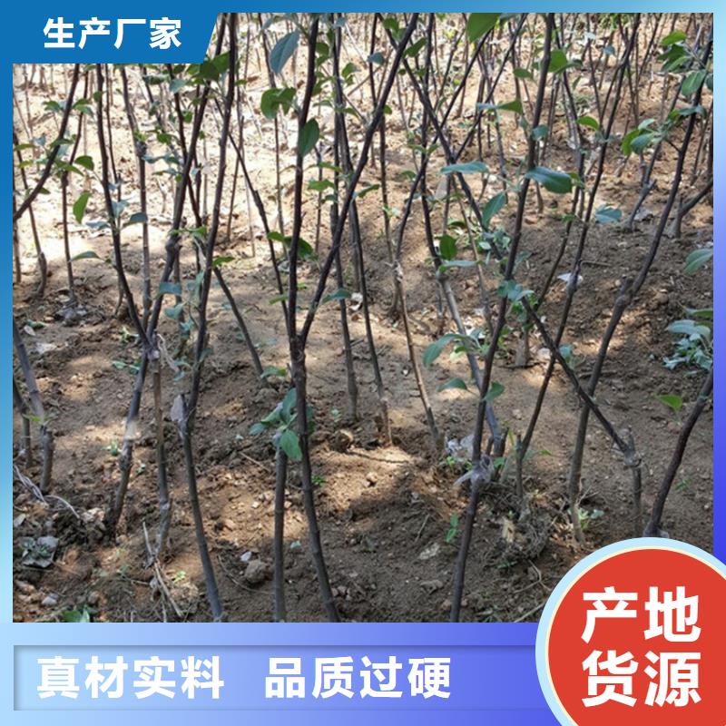 【苹果】,桃树苗质量上乘真材实料诚信经营