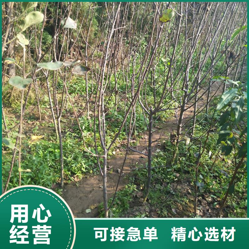 【苹果樱桃苗快捷的物流配送】按需定制真材实料