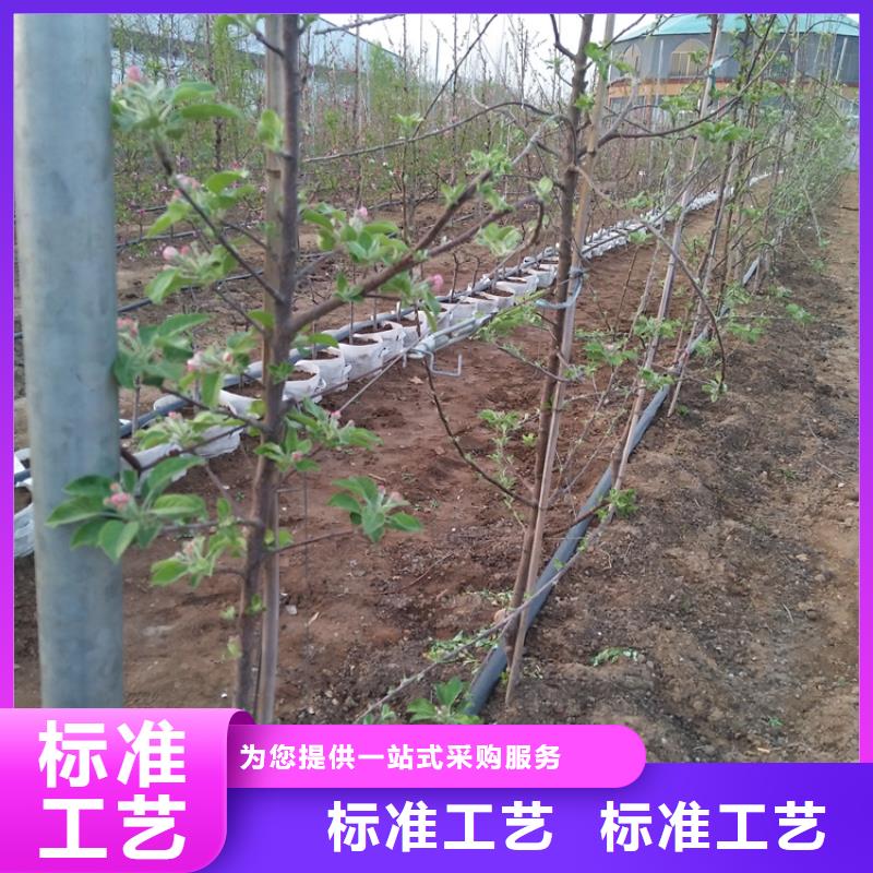 苹果樱桃苗实力厂家本地生产商