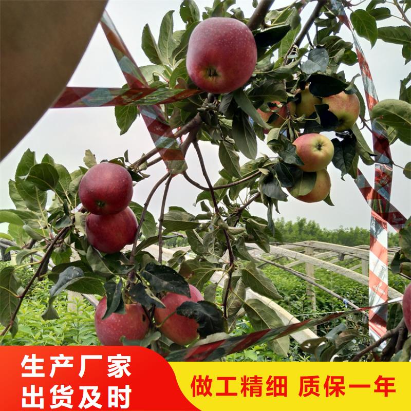 【苹果】【蓝莓苗】支持加工定制本地货源