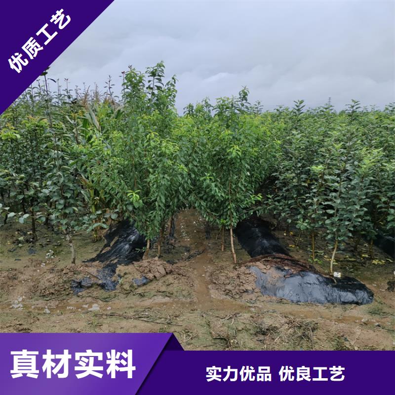 苹果苹果苗工厂认证本地经销商