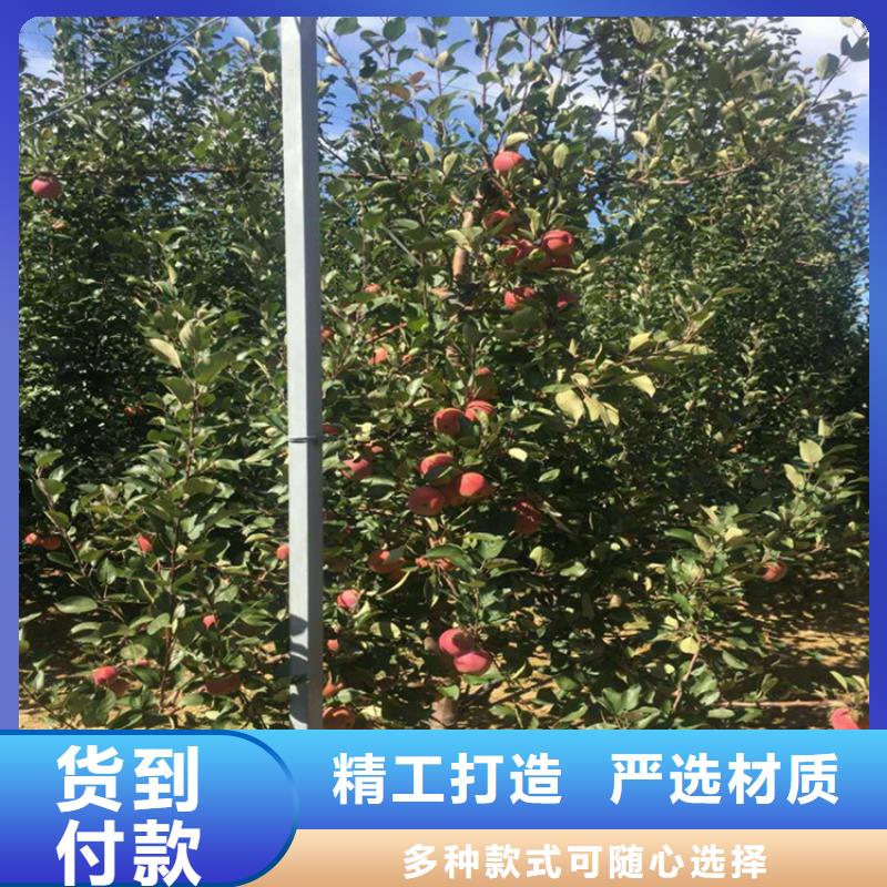 苹果苹果苗供您所需质量三包