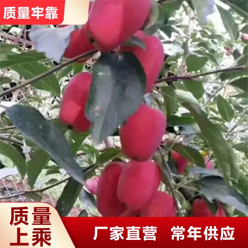 【苹果】,石榴树定制销售售后为一体本地服务商