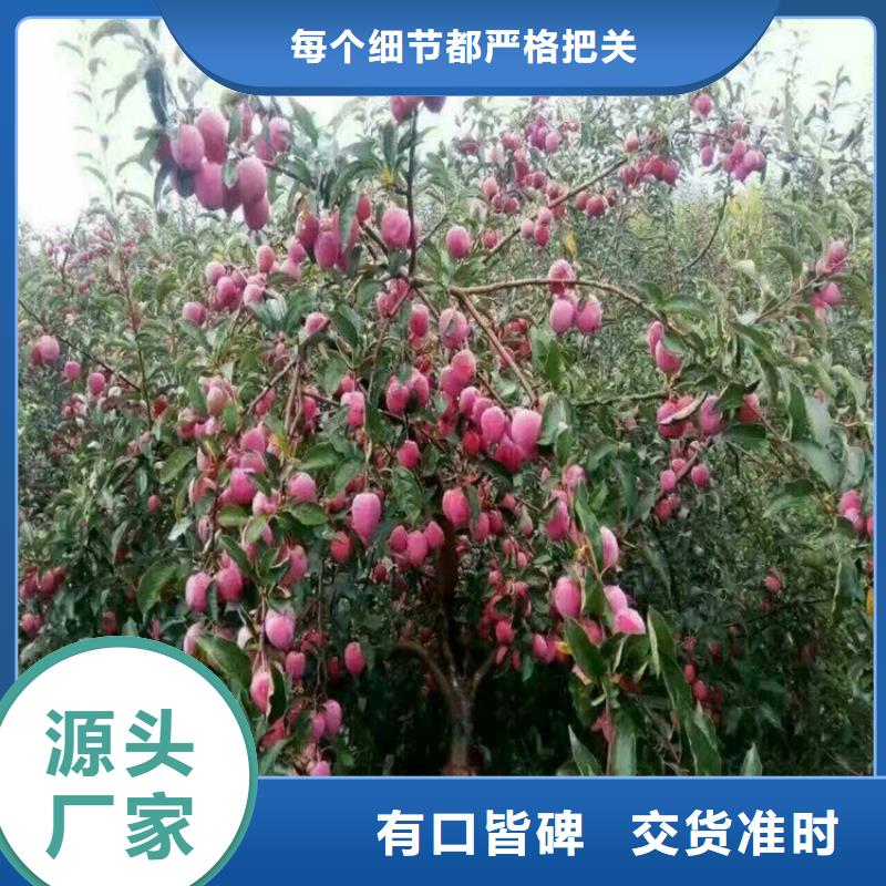 苹果蓝莓苗行业优选同城厂家