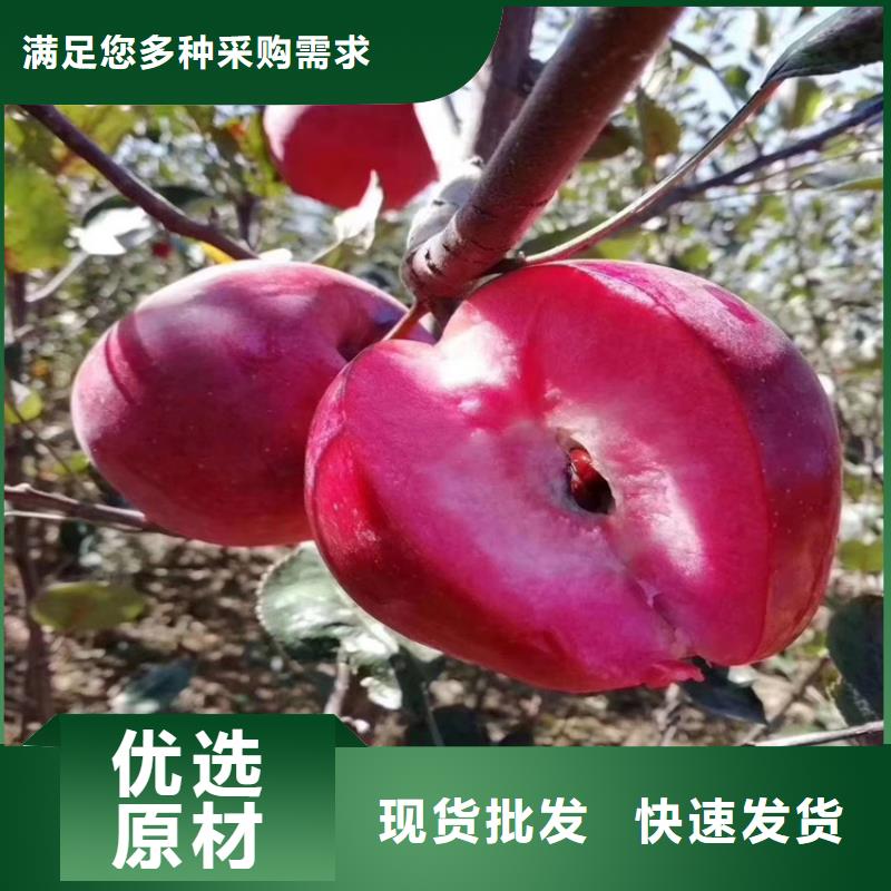 苹果【无花果苗】现货实拍安心购