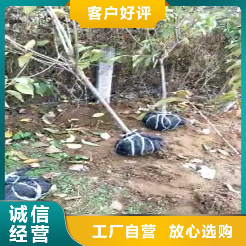 梨树苹果苗质量看得见敢与同行比价格