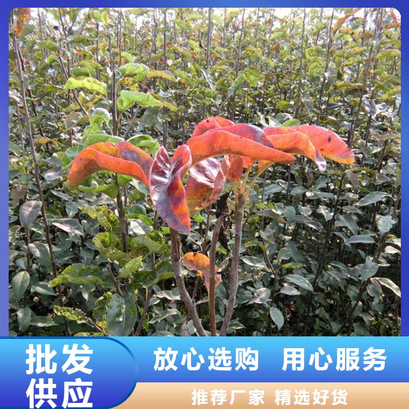 【梨树奶油草莓厂家直销货源充足】甄选好厂家