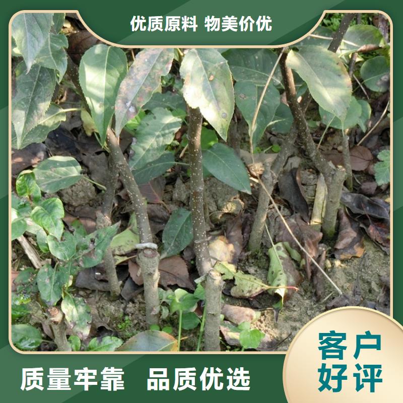 【梨树奶油草莓实力公司】同城货源