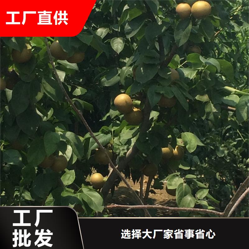 【梨树樱桃苗售后无忧】有口皆碑