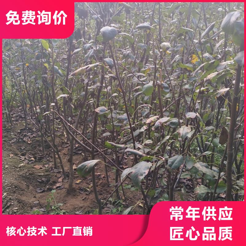 梨树【苹果苗】生产加工随心所欲定制