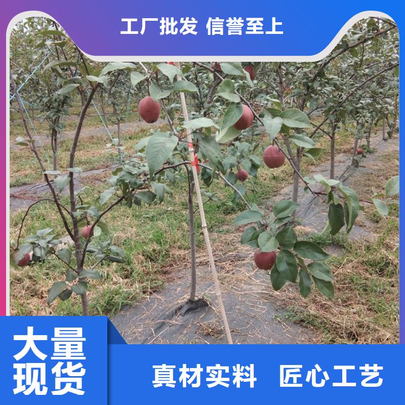 梨树_桃树苗厂家大量现货本地生产厂家