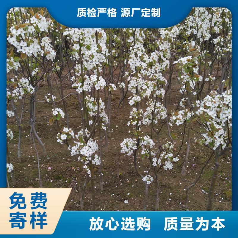 梨树,无花果苗好品质售后无忧订购