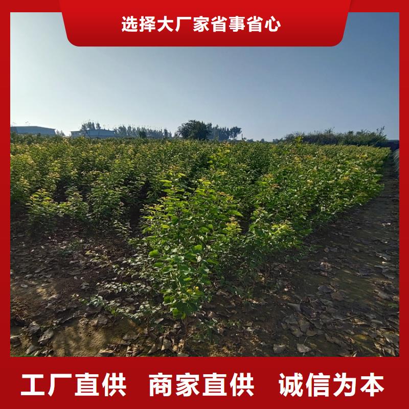 梨树-苹果苗信誉有保证好货直供