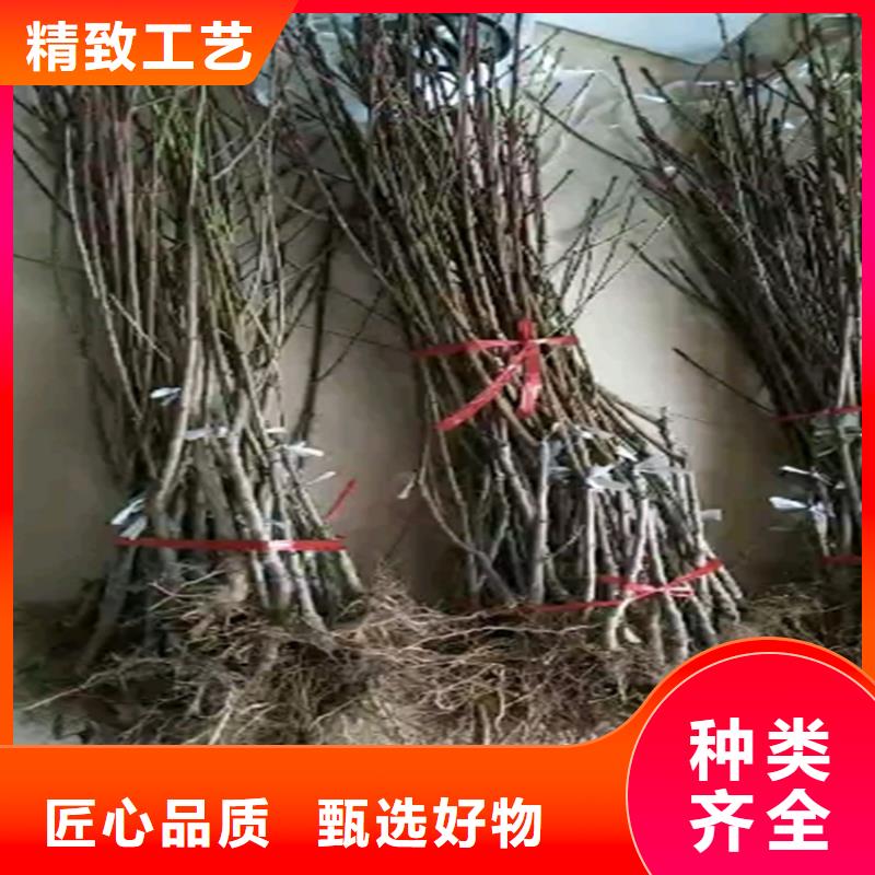 桃-蓝莓苗长期供应实体厂家大量现货