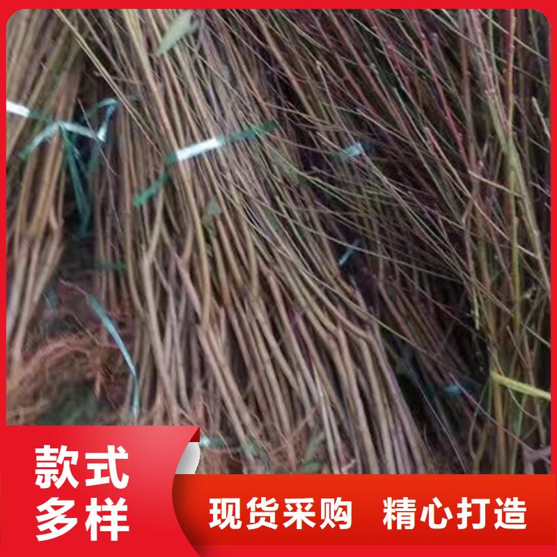 桃桃树苗大量现货快速发货