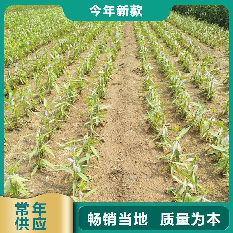 桃【苹果苗】多种场景适用本地公司