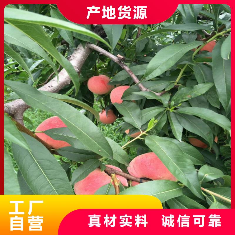 桃_【苹果苗】厂家直发做工精细