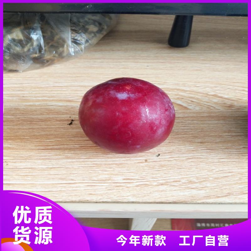 李子蓝莓苗产地批发同城品牌