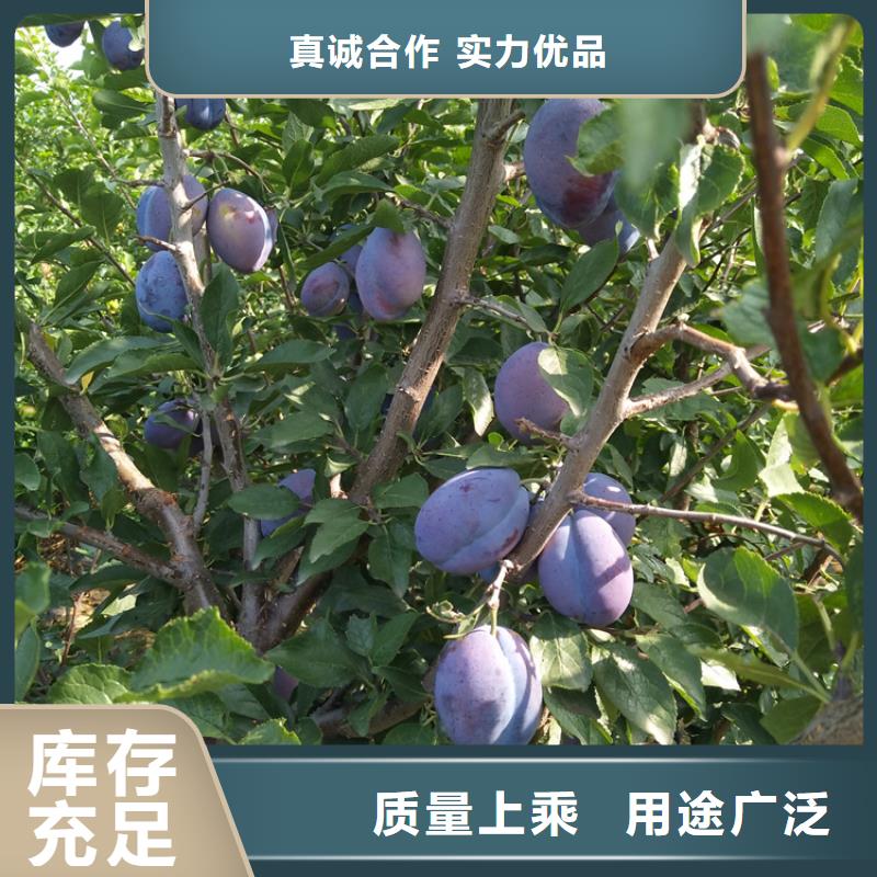 李子无花果苗推荐商家货源足质量好