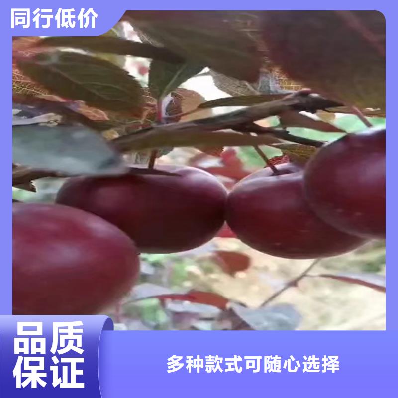 李子苹果苗定制定做自有生产工厂