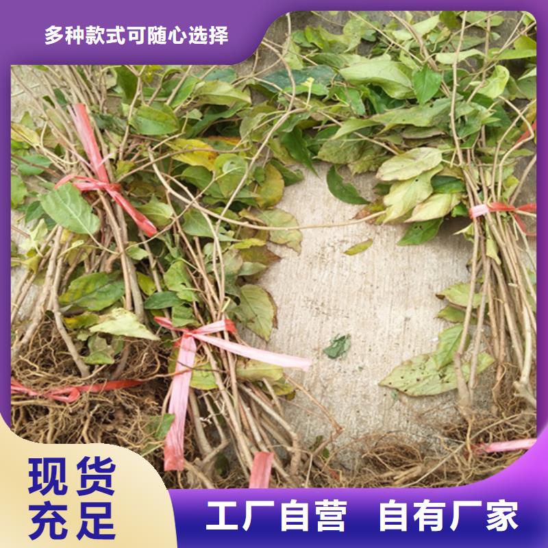 【猕猴桃苹果苗供应采购】优选好材铸造好品质