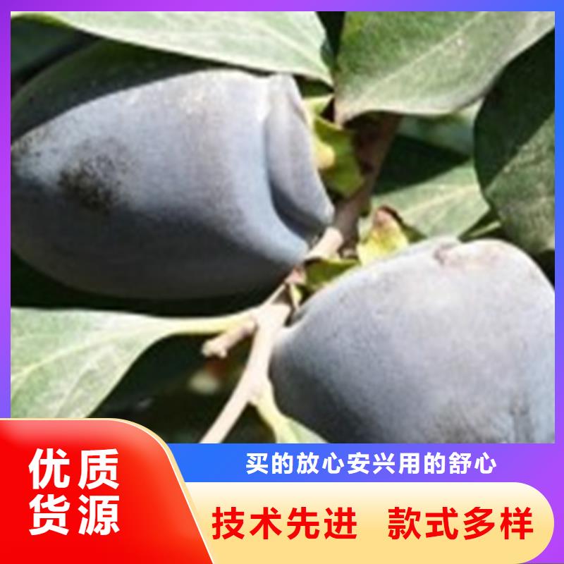 柿子【苹果苗】多种工艺大量现货供应