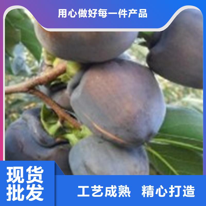 柿子桃树苗品质无所畏惧同城公司