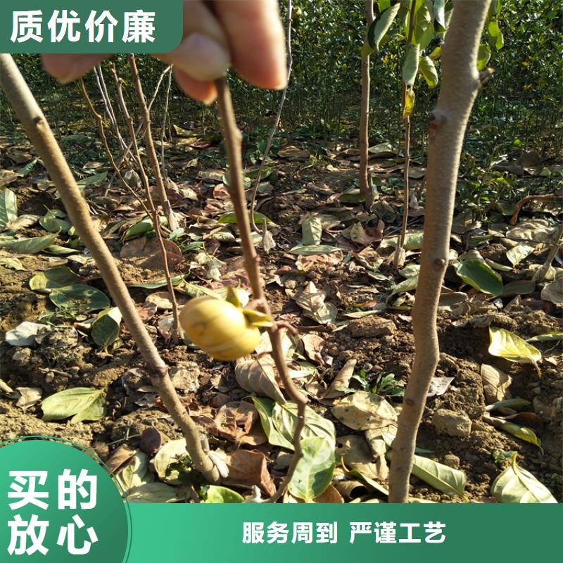 柿子嘎啦苹果畅销当地同城公司