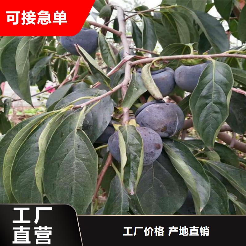 柿子苹果苗优良工艺价格透明