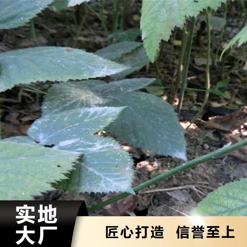 【树莓】苹果苗品质优良您身边的厂家