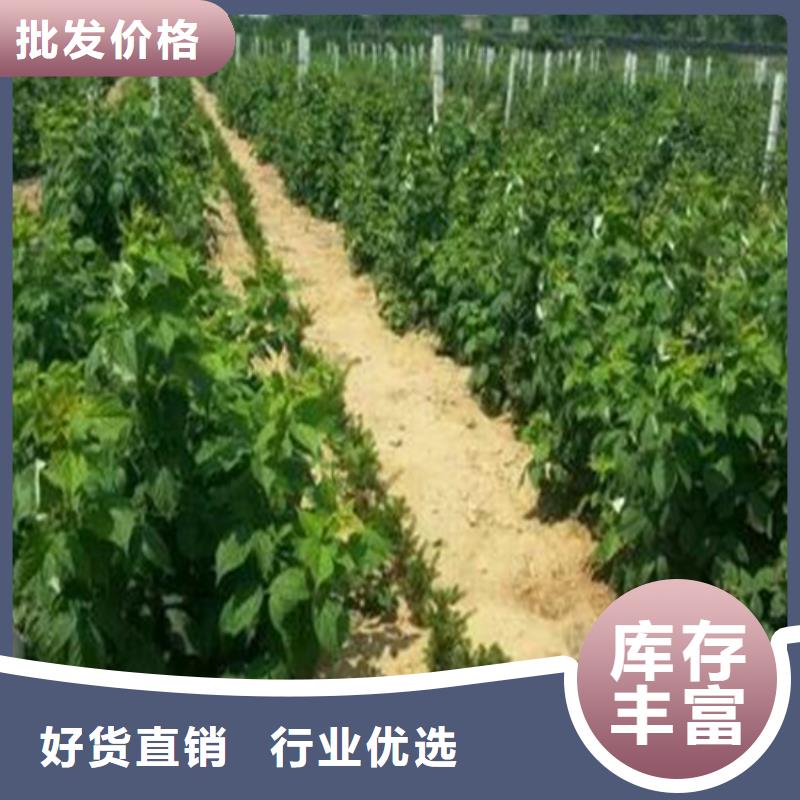 树莓无花果苗优选厂家多行业适用