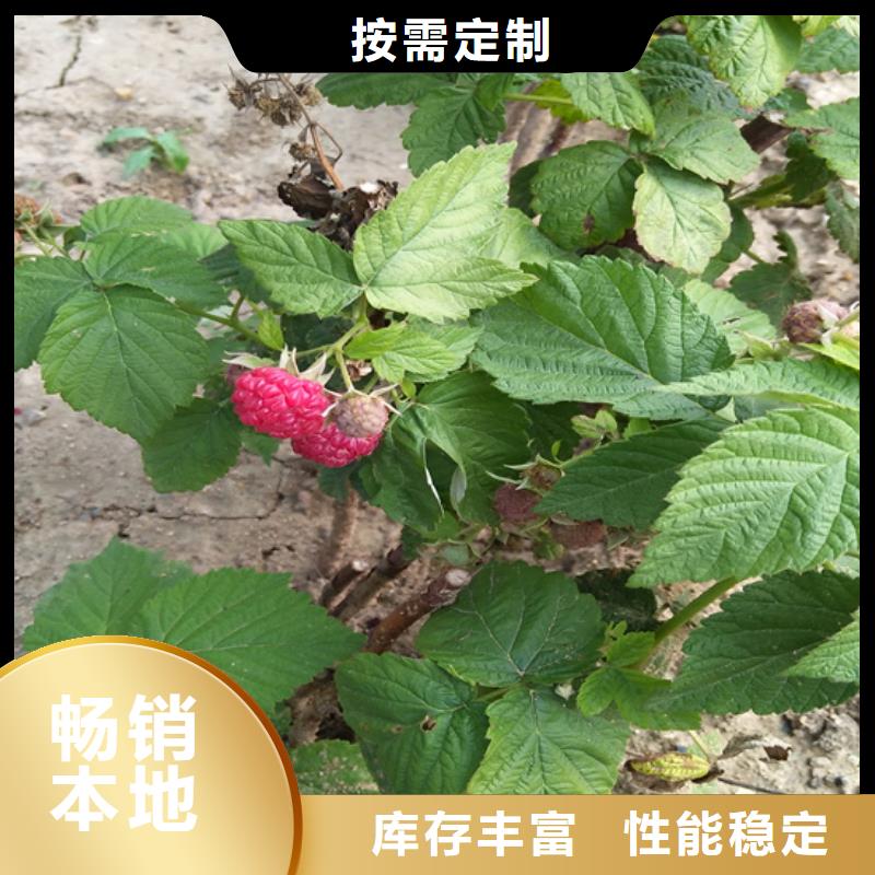 树莓,无花果苗专注细节专注品质快速报价