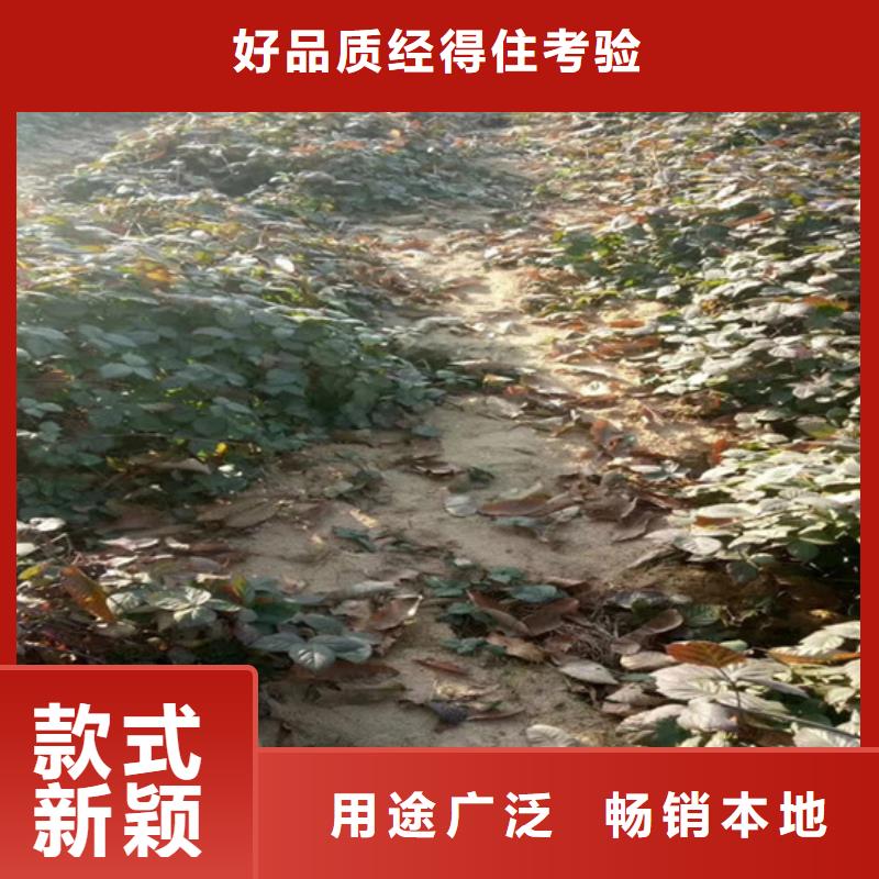 树莓樱桃苗源头厂家当地供应商