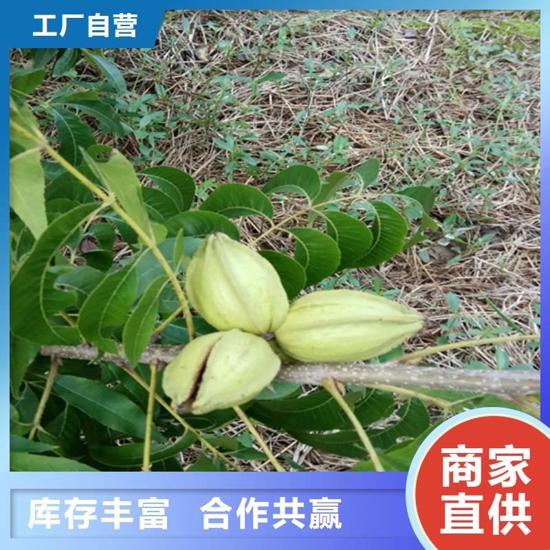 【碧根果】蓝莓苗款式新颖加工定制