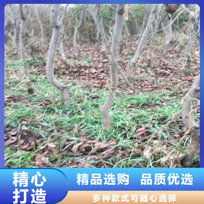 碧根果_樱桃苗诚信可靠当地供应商