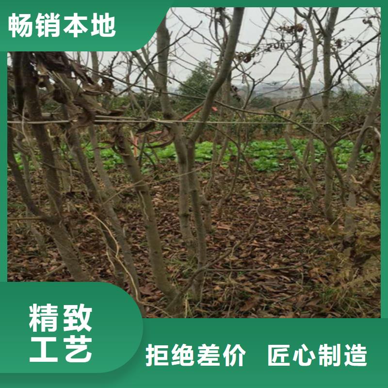 碧根果蓝莓苗敢与同行比质量本地品牌