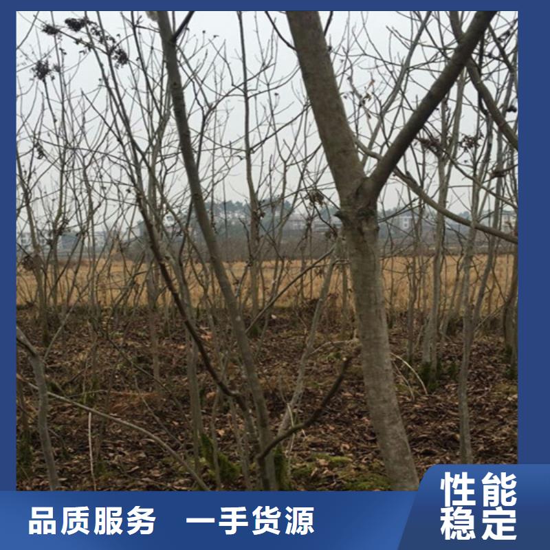 碧根果苹果苗您想要的我们都有本地厂家