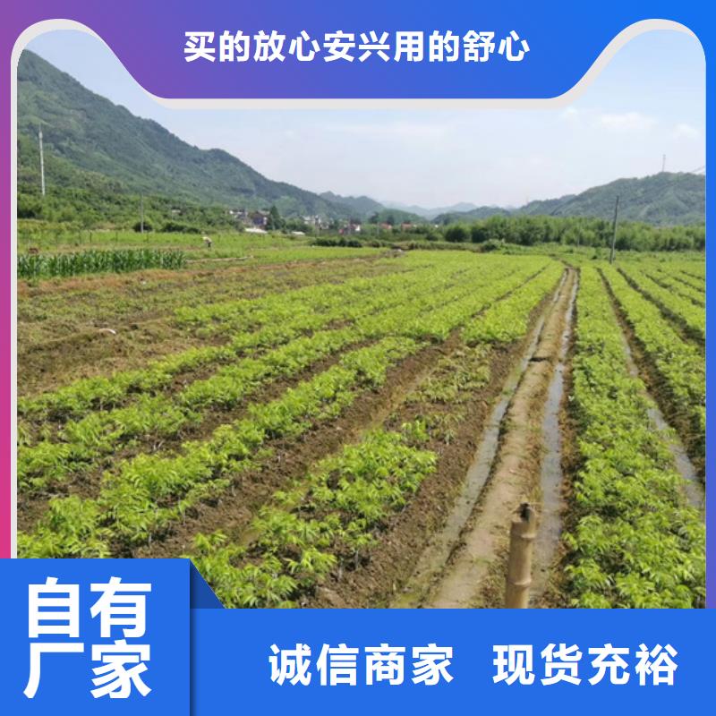 碧根果-苹果苗产品优势特点同城经销商