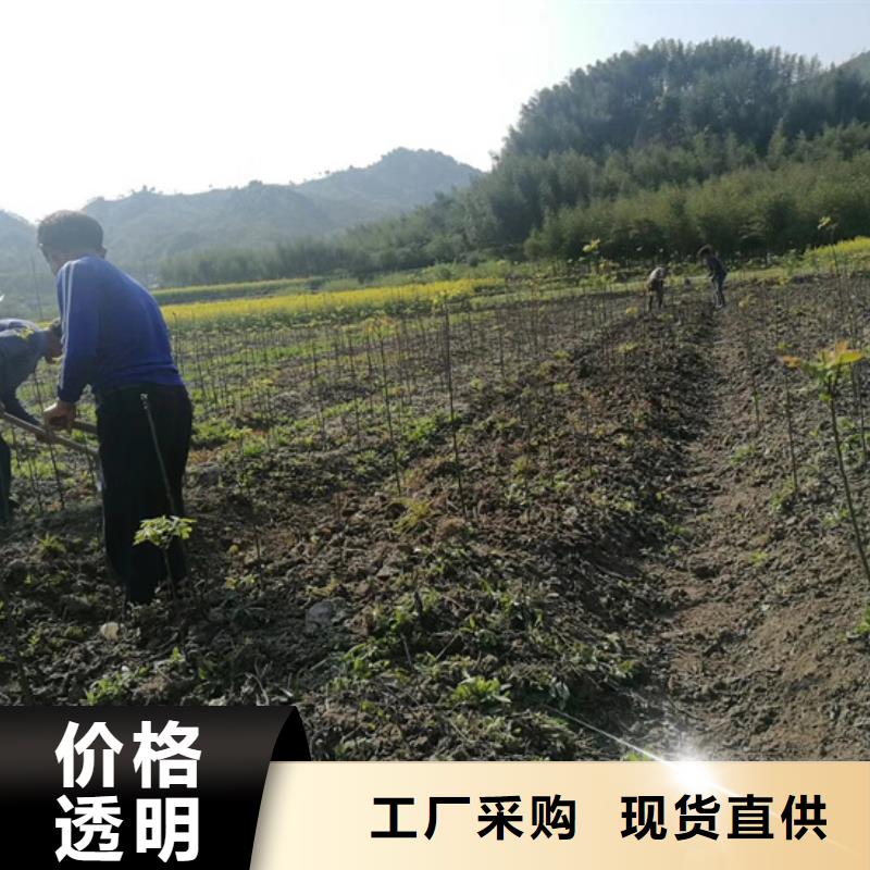 碧根果【桃树苗】批发价格当地厂家