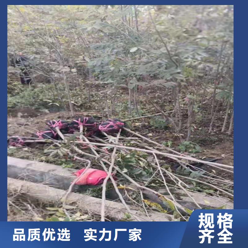 碧根果板栗苗厂家规格全当地厂家