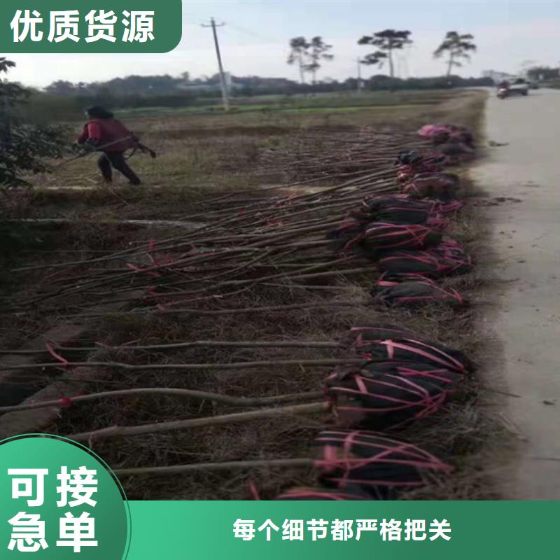 碧根果【石榴树】热销产品当地供应商